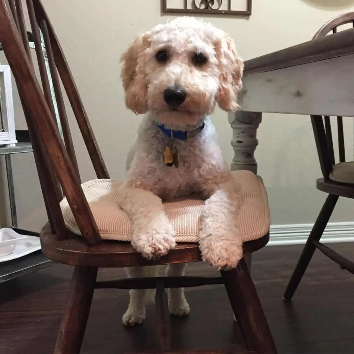 Are Goldendoodles Dangerous? Uncovering The Facts Oodle Life