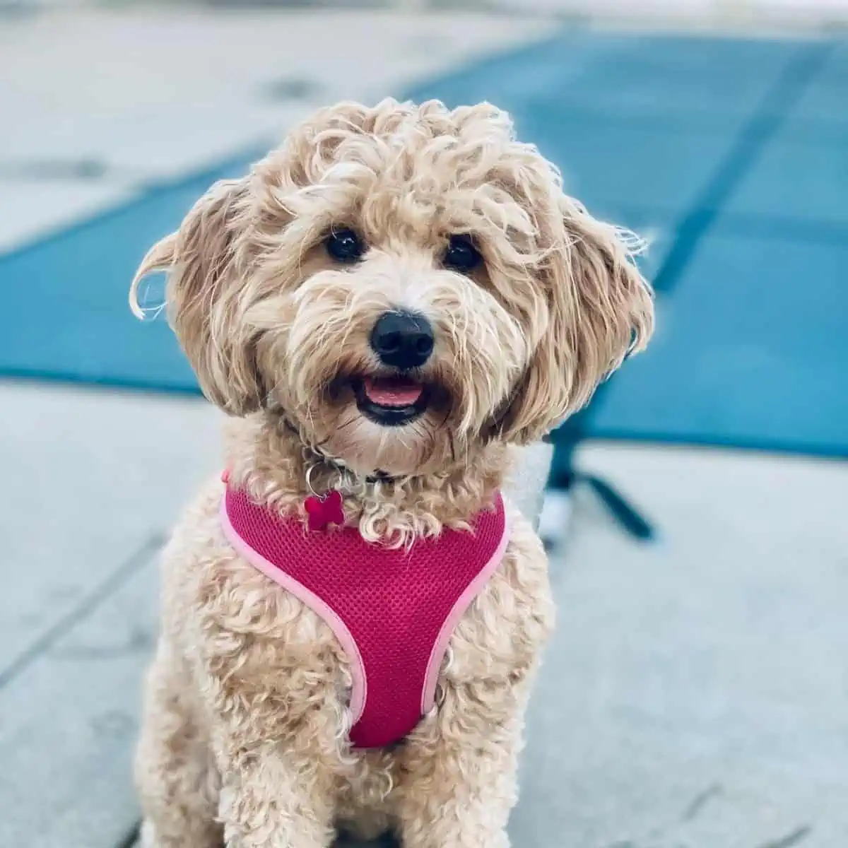 dog enjoys the day