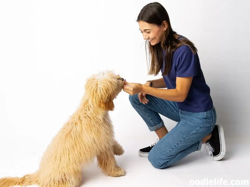 Goldendoodle gets a treat