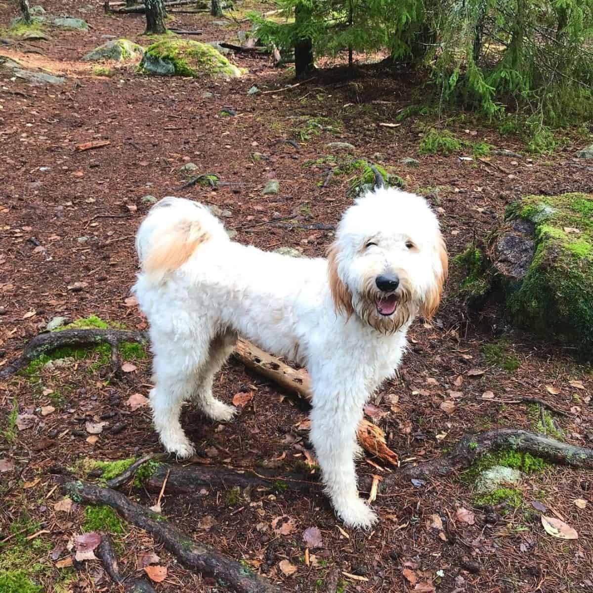 Goldendoodle into the woods