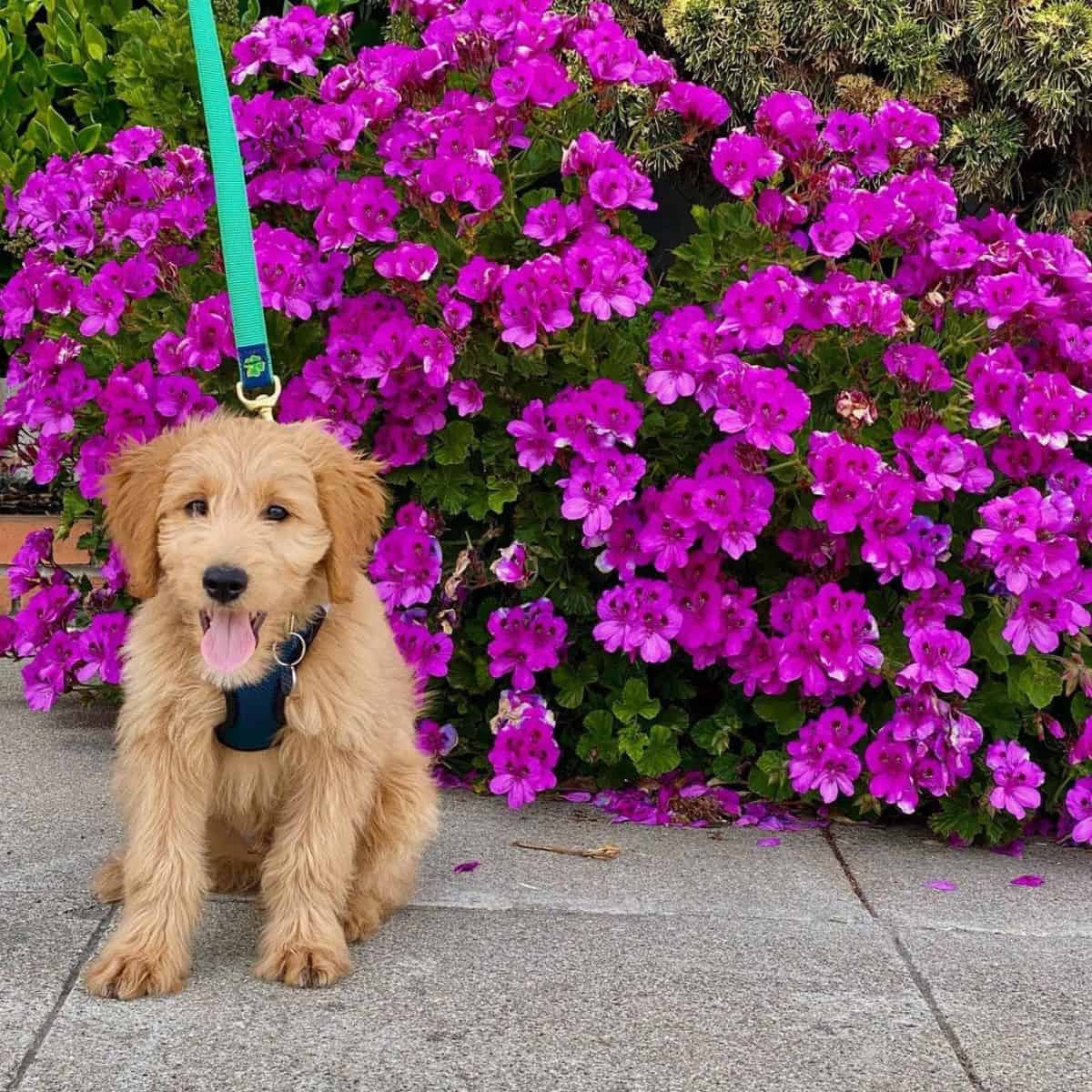 Goldendoodle on purple flowers