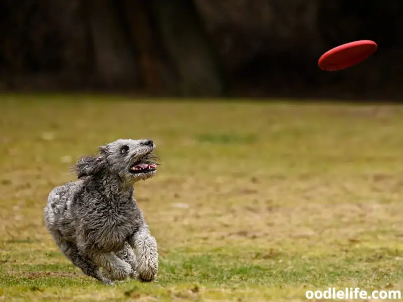 Goldendoodle playing frisbee with his owner