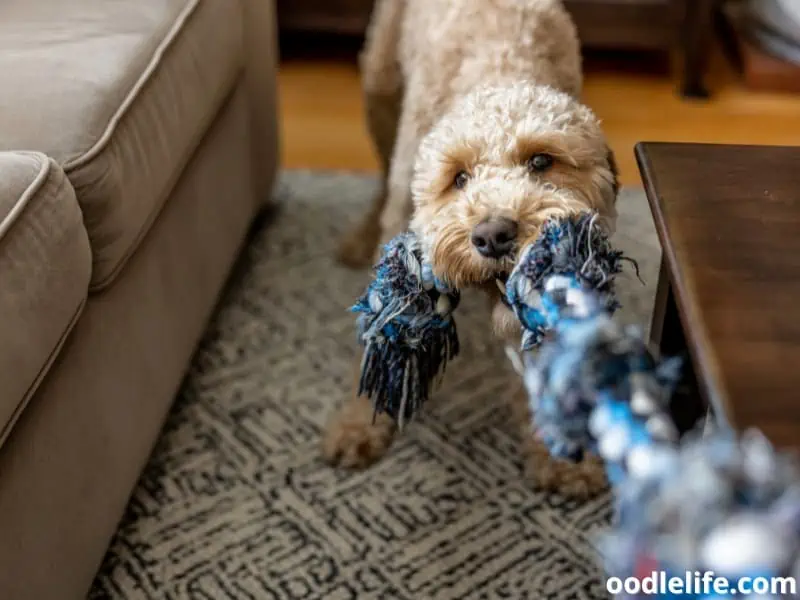 Goldendoodle plays tug of war