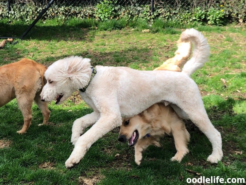 Goldendoodle plays with other dogs
