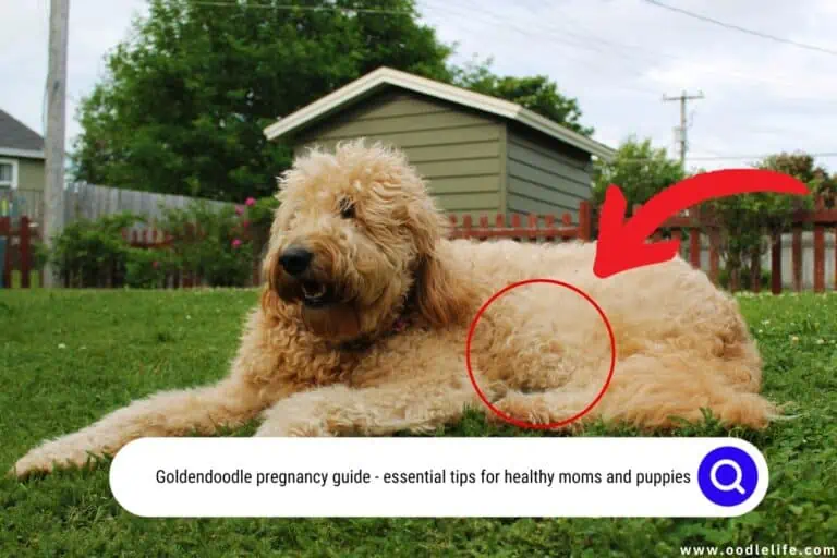 Goldendoodle Pregnancy Guide: Essential Tips for Healthy Moms and Puppies