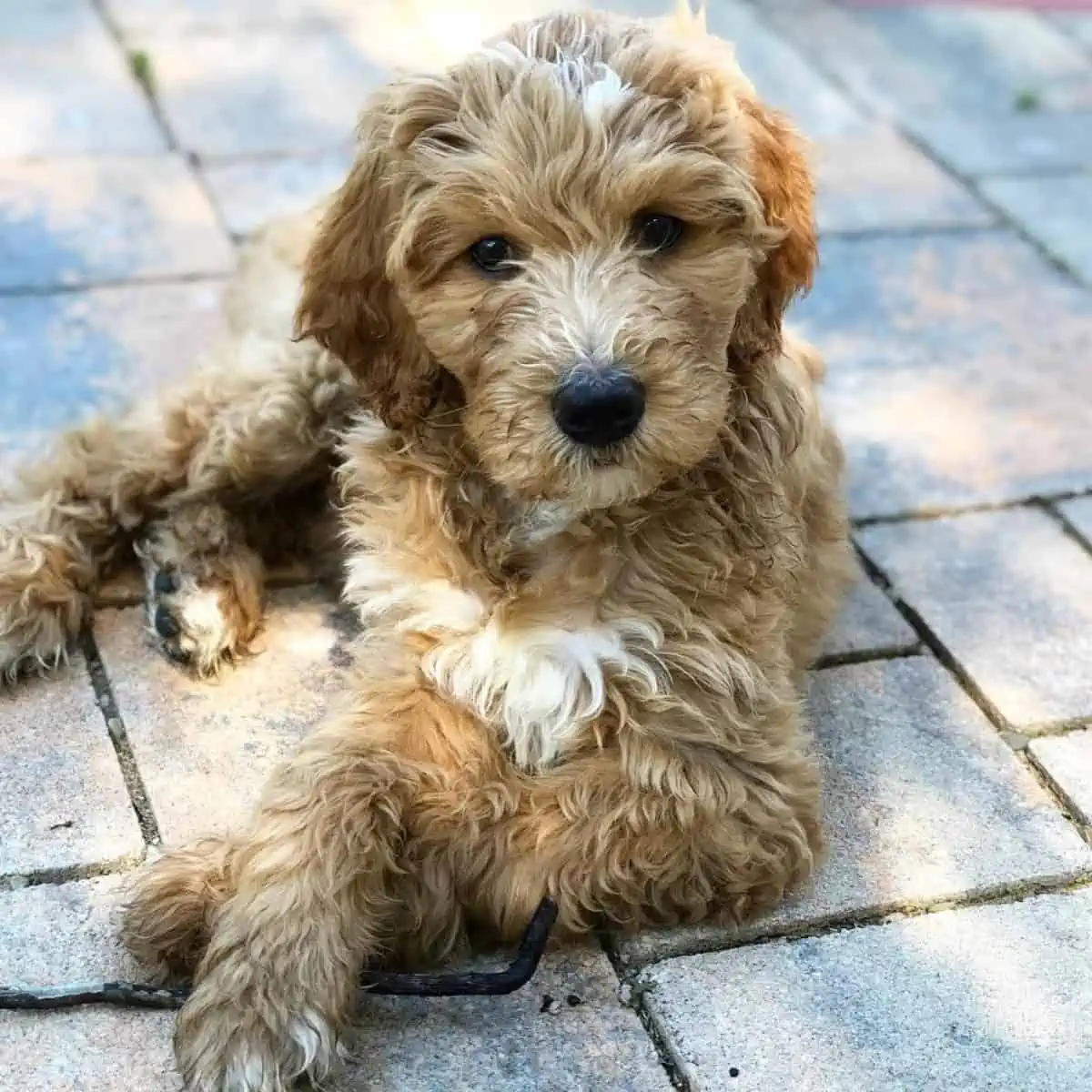 Goldendoodle puppy with stick