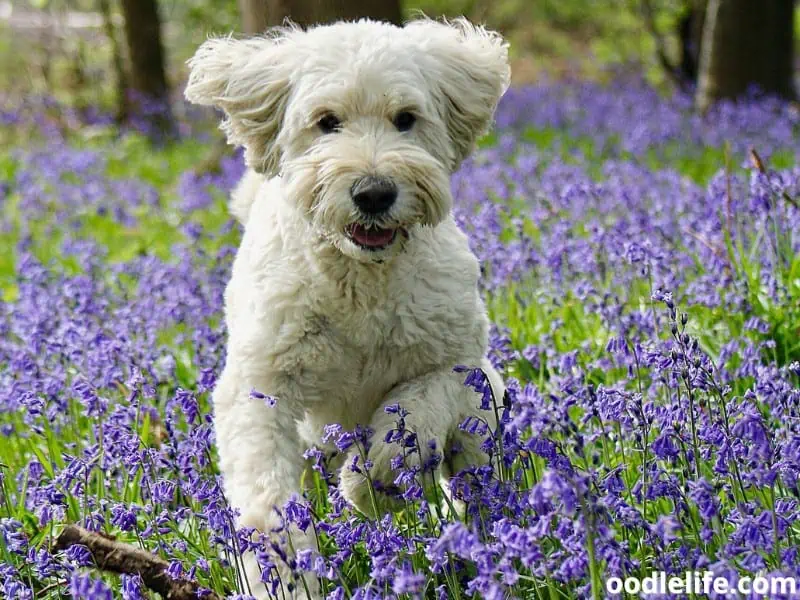 Are Goldendoodles Dangerous? Uncovering The Facts Oodle Life