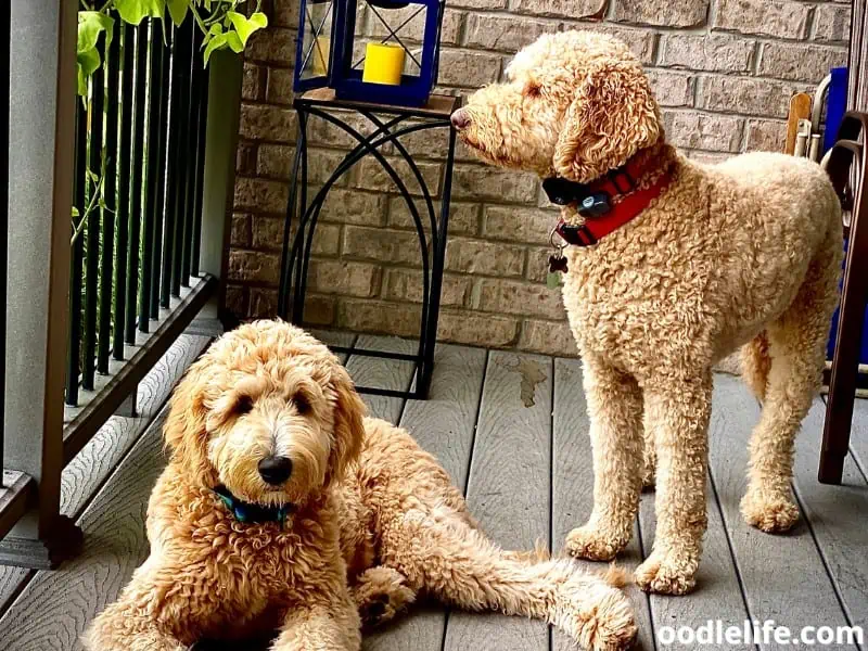 Goldendoodles at the porch