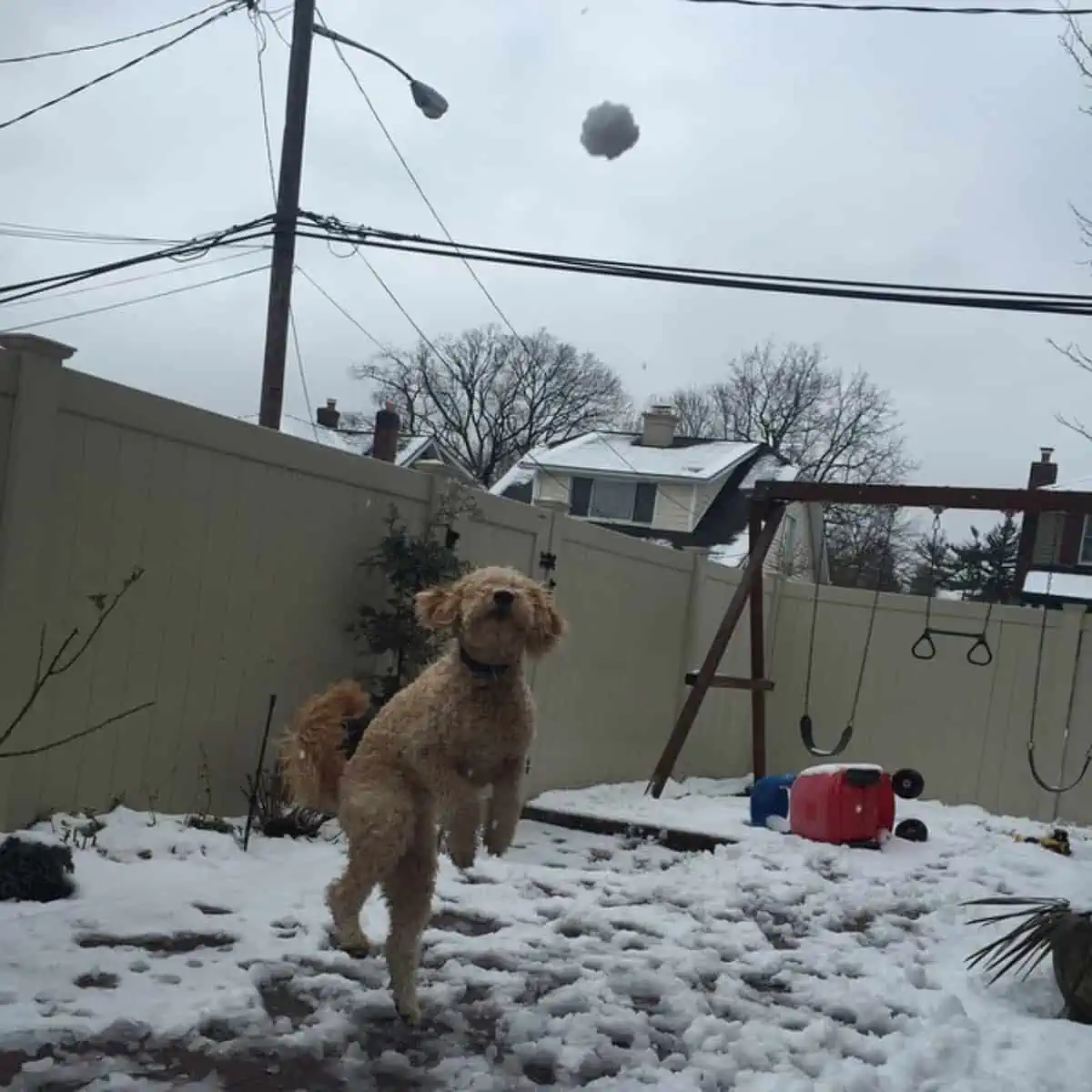jumping Goldendoodle reaching a snow ball