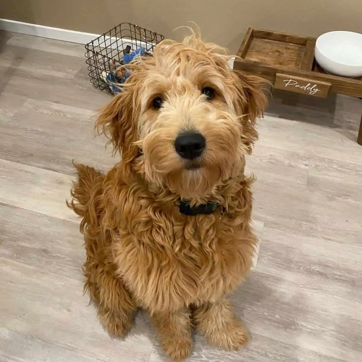 looks up to his owner