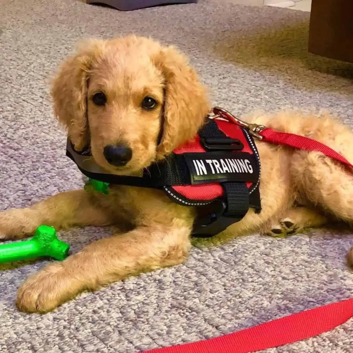 puppy service dog training