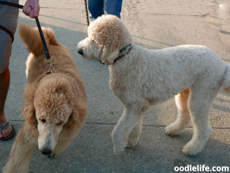 Standard Poodle and a Goldendoodle
