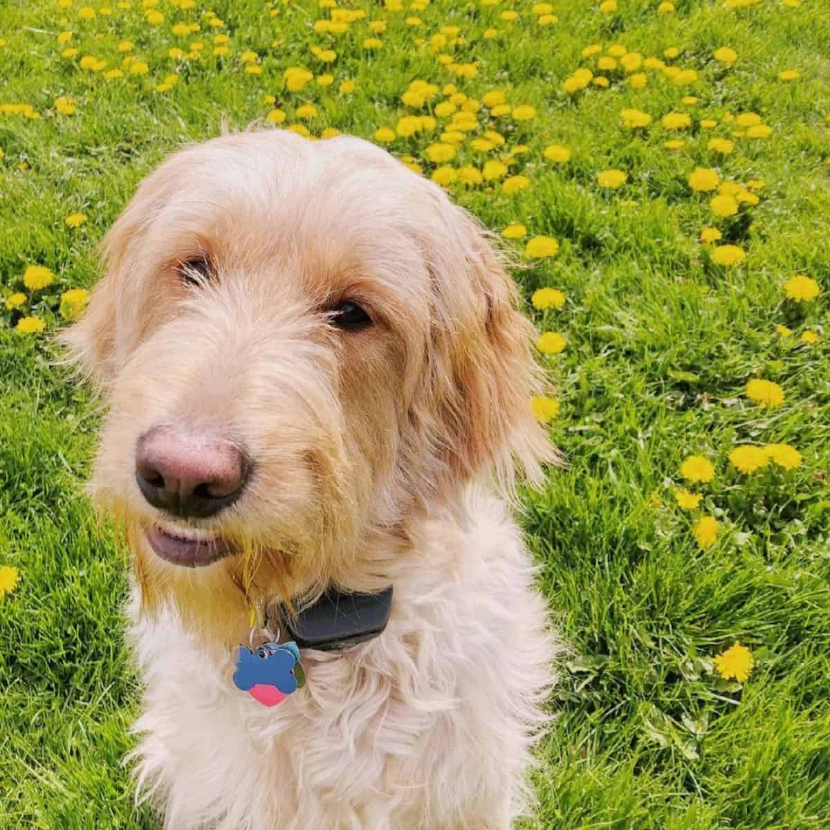 sweet smile from Goldendoodle