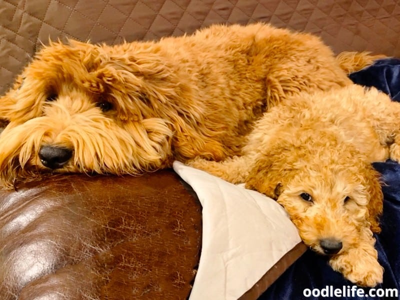 two Goldendoodles nap time