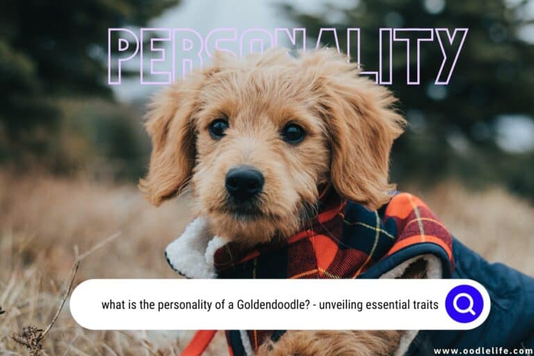 What is the Personality of a Goldendoodle?