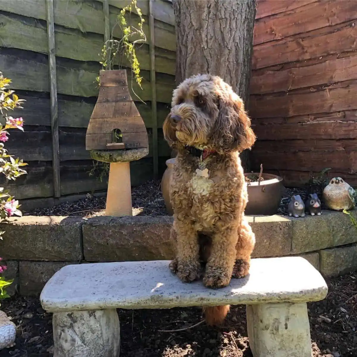 Cockapoo at the bench
