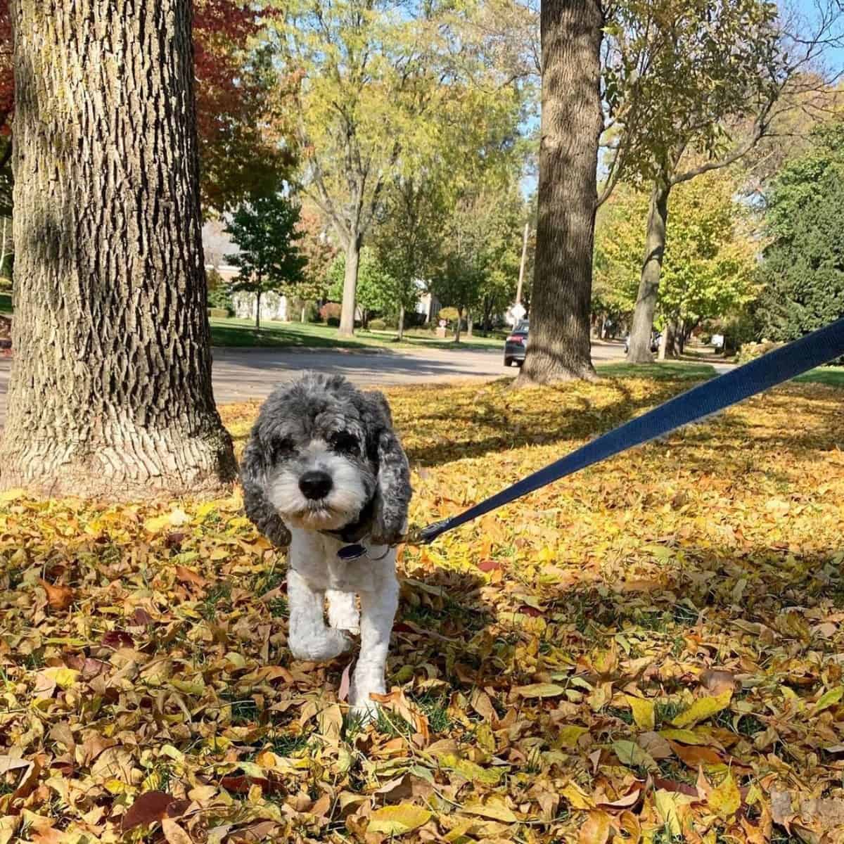 Cockapoo follows owner
