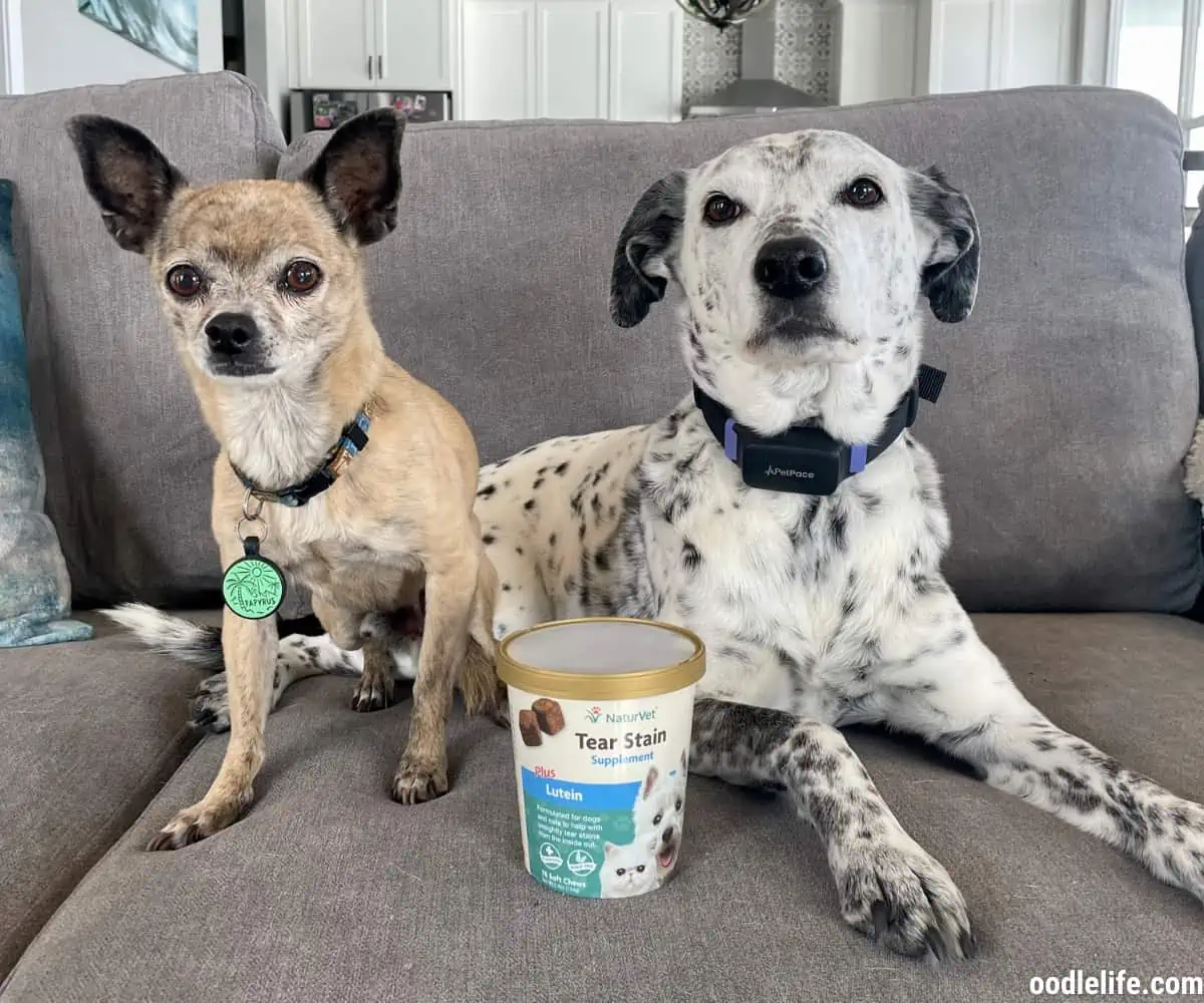 papyrus the chihuahua poses with his best friend