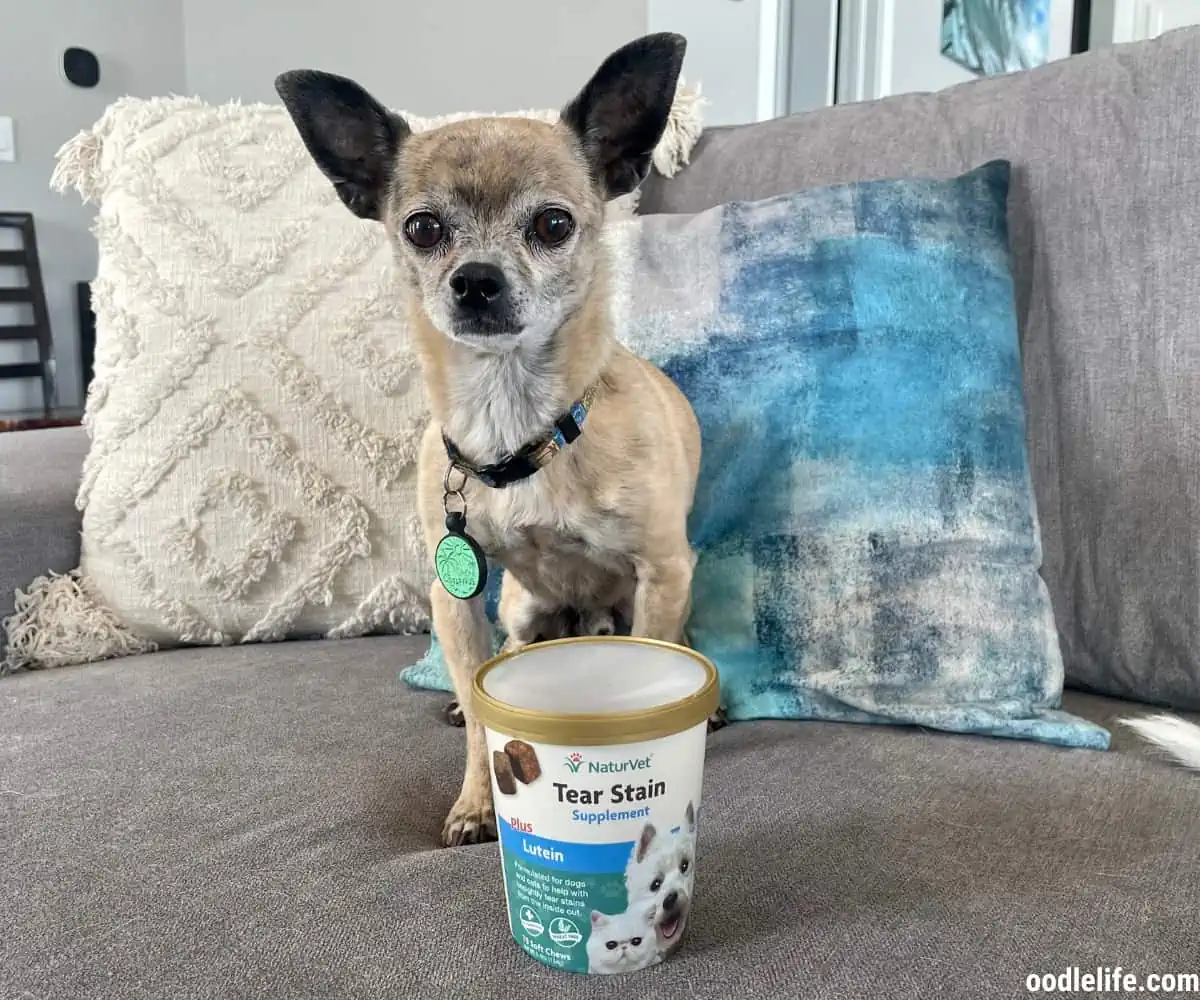 Papyrus the Chihuahua poses next to some tear stain supplements