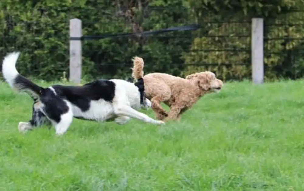 Labradoodle runs so fast