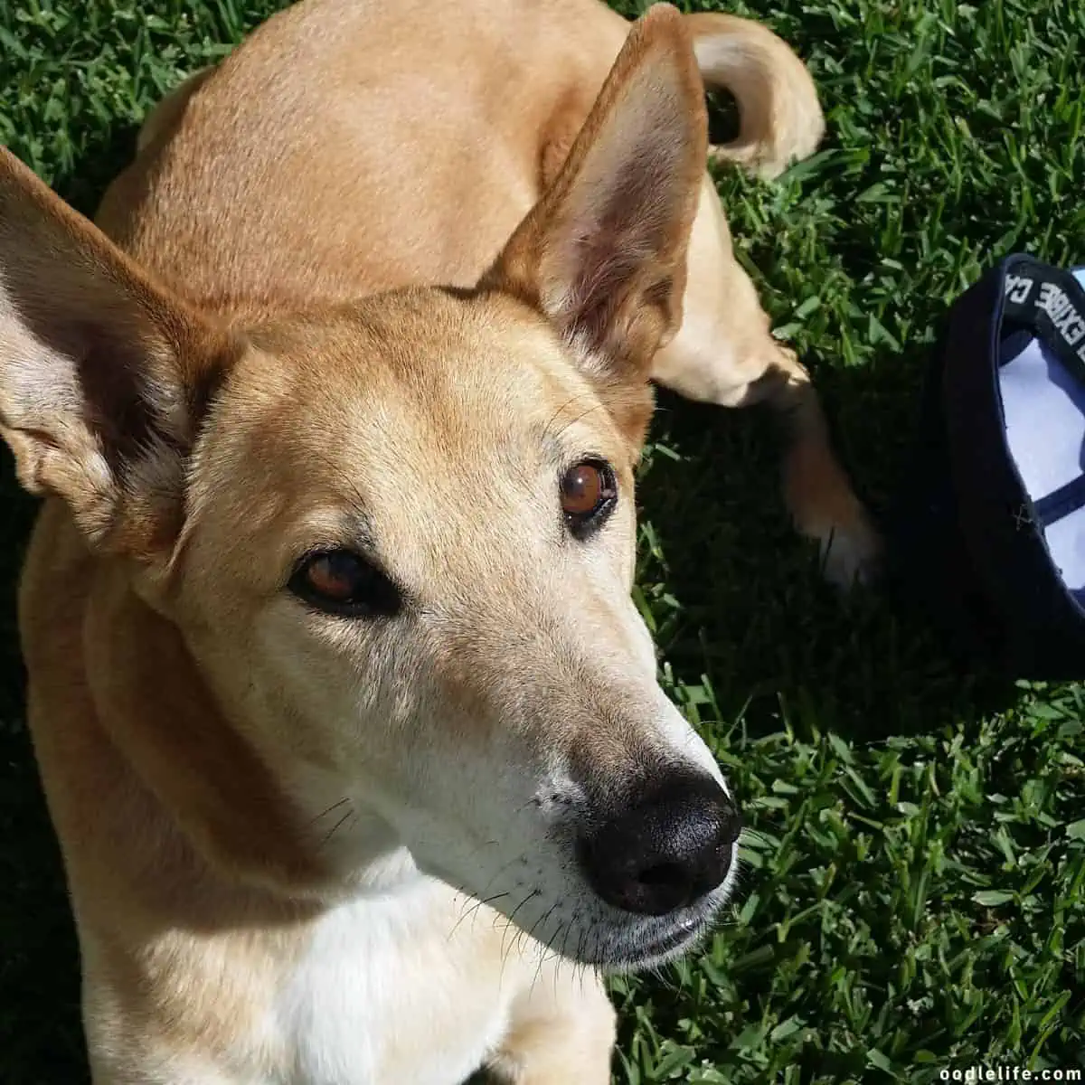 pointed ears with brown eyes under sunlight