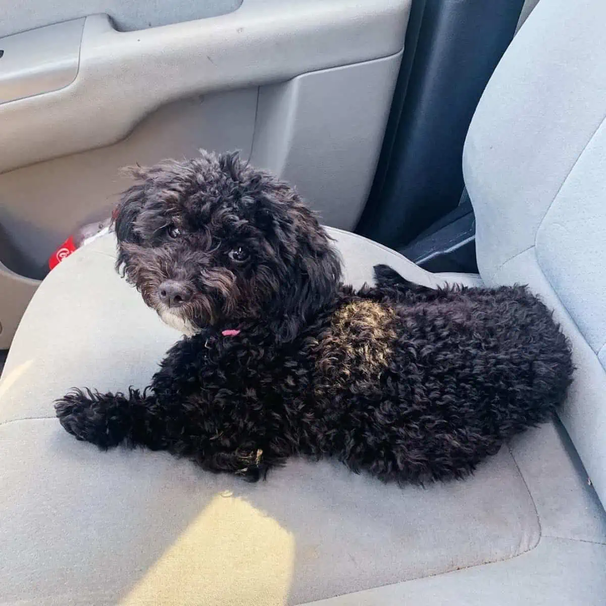 Toy Poodle sitting quietly