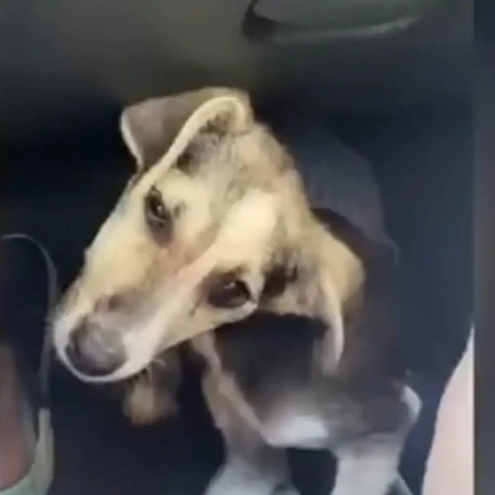 Runaway Abused Puppy Finally Experiences Real True Love 3