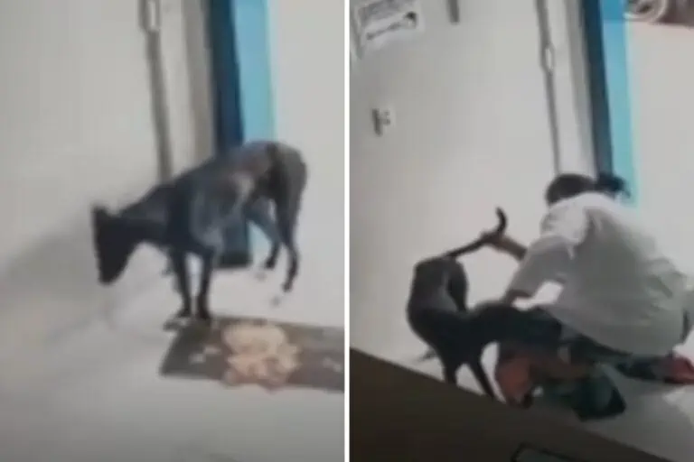 A Stray Dog Visited a Vet Clinic on His Own (and His Life Changed Forever)