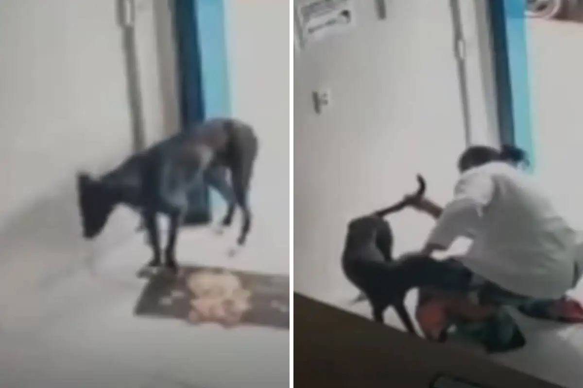 A Stray Dog Visited a Vet Clinic on His Own (and His Life Changed Forever) 1