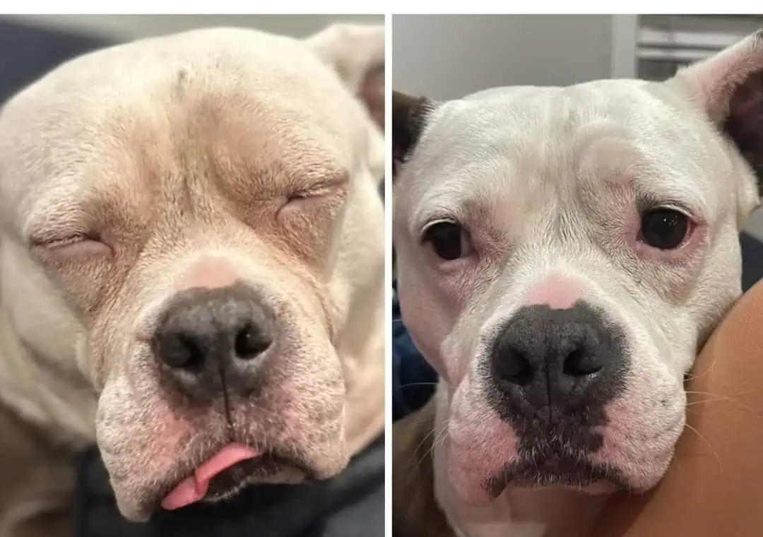 Four Paws of Hope: Abandoned on Road Puppy's Astonishing Rescue 4