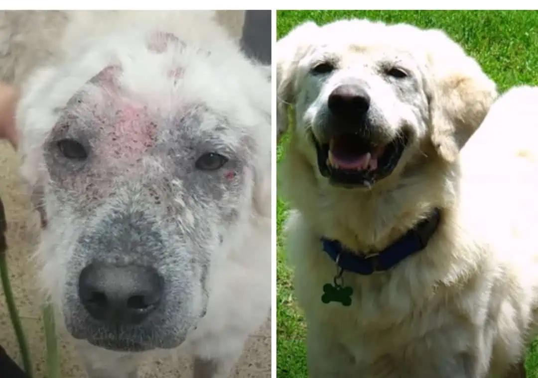 Abandoned: Dog Left in Doghouse Finds Unconditional Love with New Mom 1