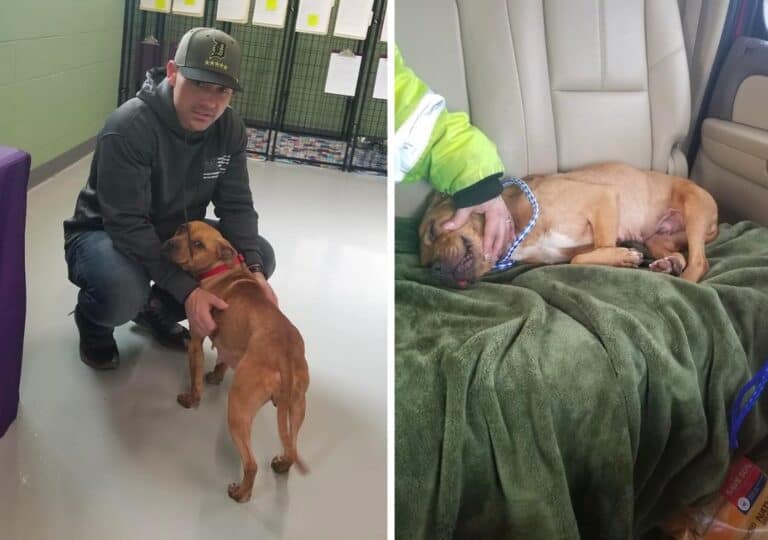 Hero Detroit Cop Saves Freezing Pit Bull Left Chained on Porch (and Adopts!)