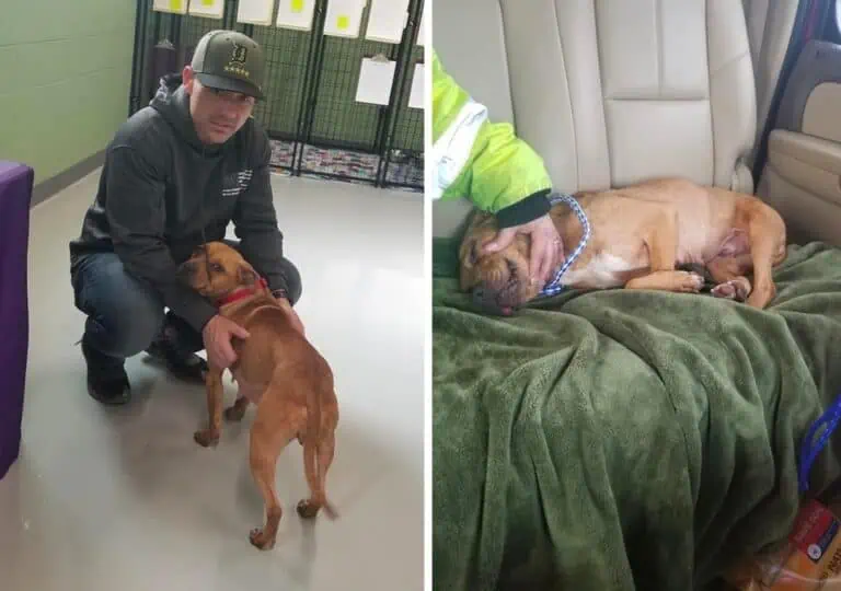 Hero Detroit Cop Saves Freezing Pit Bull Left Chained on Porch (and Adopts!)