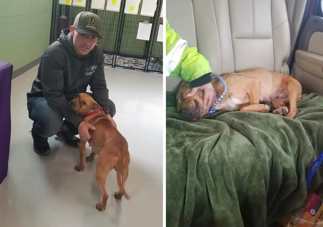 Hero Detroit Cop Saves Freezing Pit Bull Left Chained on Porch (and Adopts!) 1