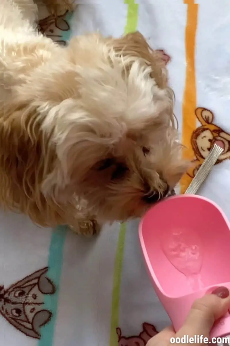 Our OodleLife test puppy having a sip of water!