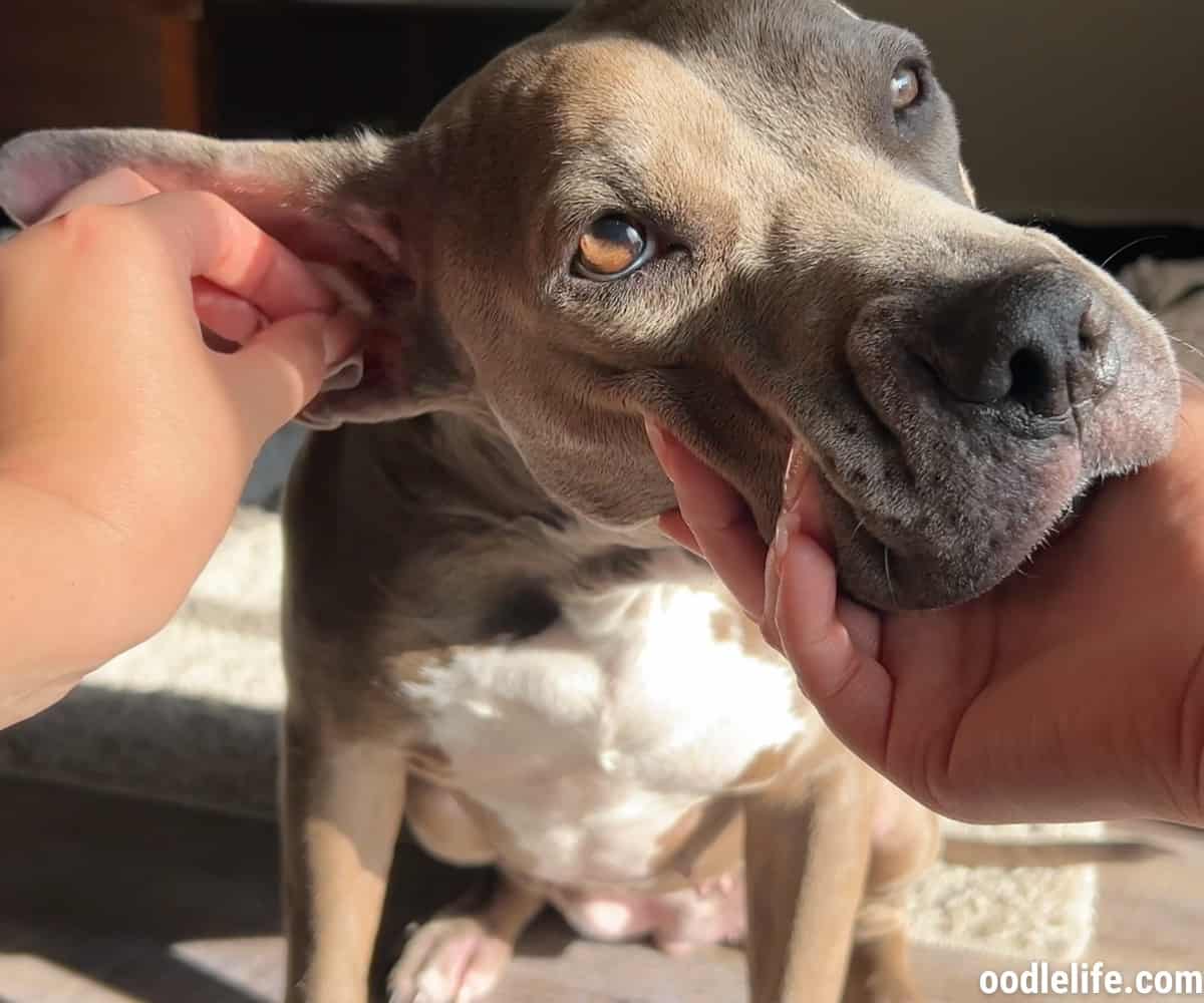 Pet MD Dog Ear Cleaner Wipes Review (HandsOn And Why They Are Our