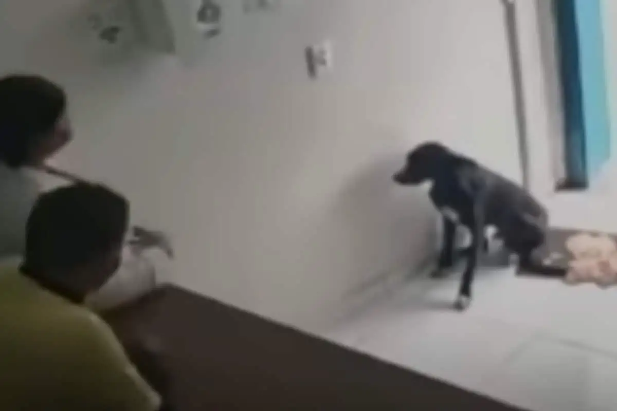 A Stray Dog Visited a Vet Clinic on His Own (and His Life Changed Forever) 3