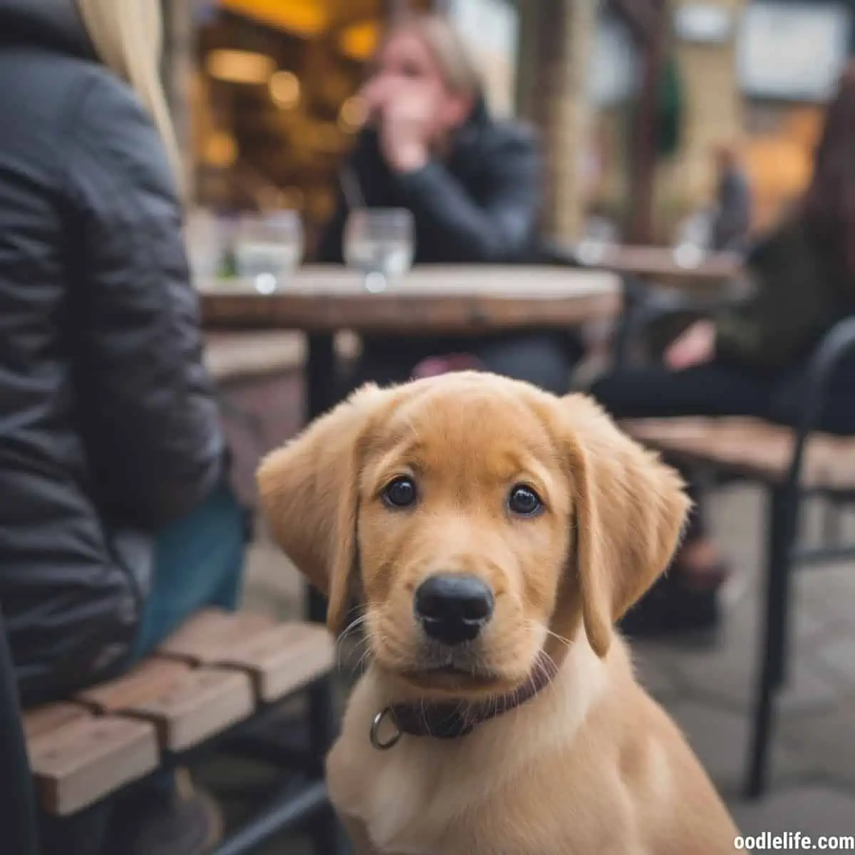 A sad Labrador puppy