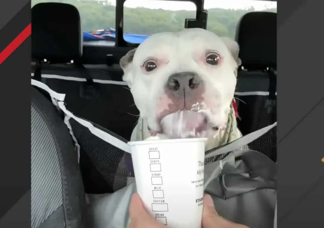 Shocking Transformation: Dog Caged for Life Tastes FREEDOM for the First Time! 3