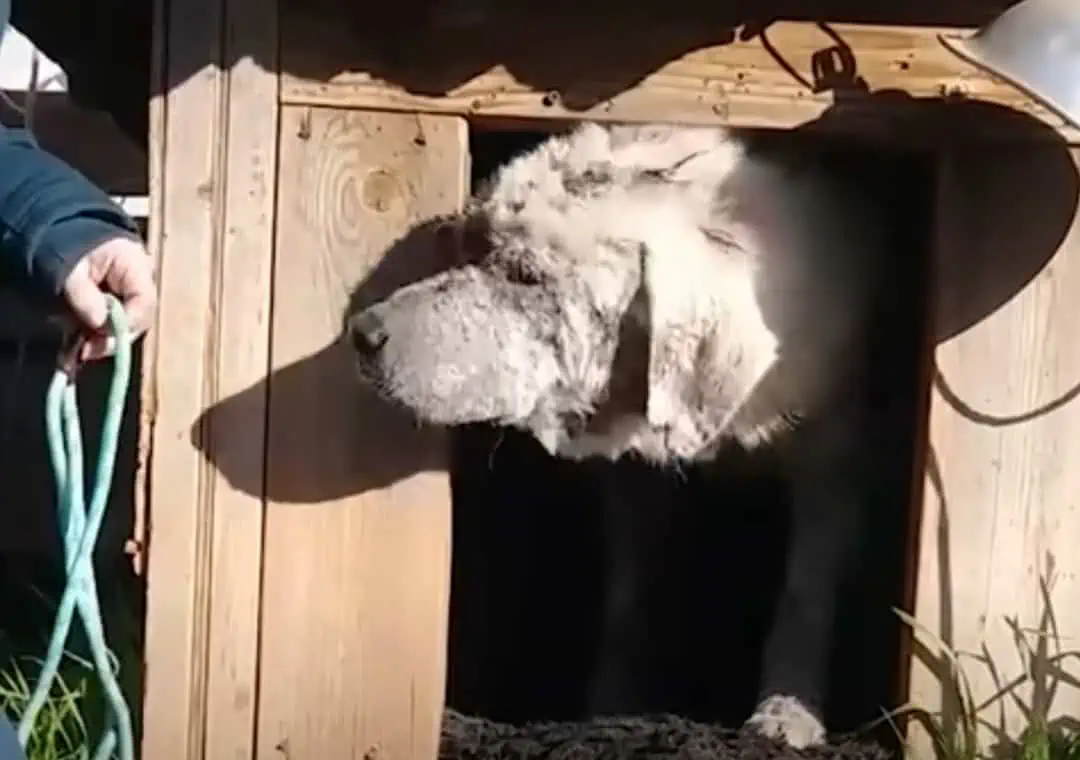 Abandoned: Dog Left in Doghouse Finds Unconditional Love with New Mom 2