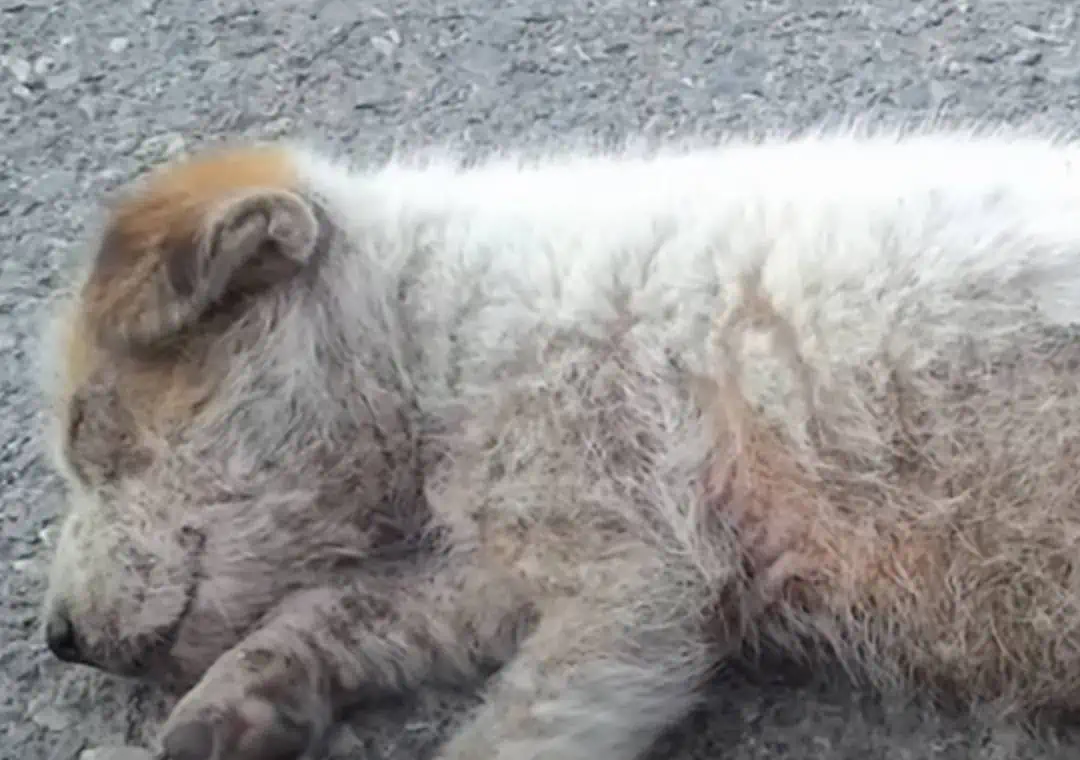 Four Paws of Hope: Abandoned on Road Puppy's Astonishing Rescue 1