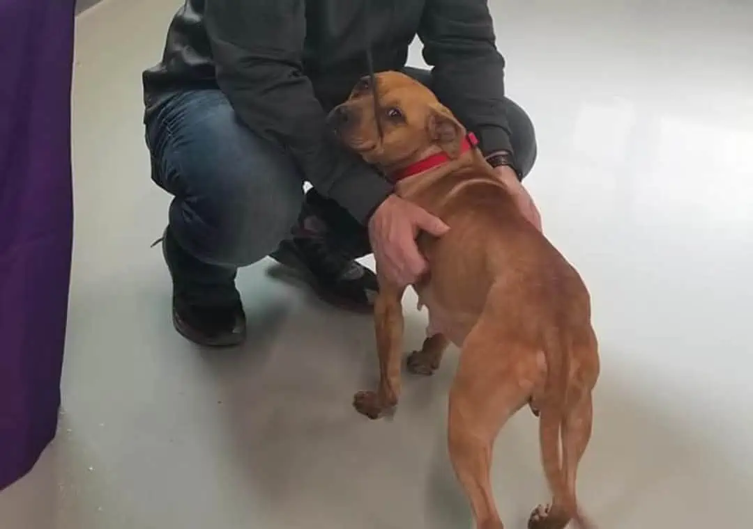 Hero Detroit Cop Saves Freezing Pit Bull Left Chained on Porch (and Adopts!) 5