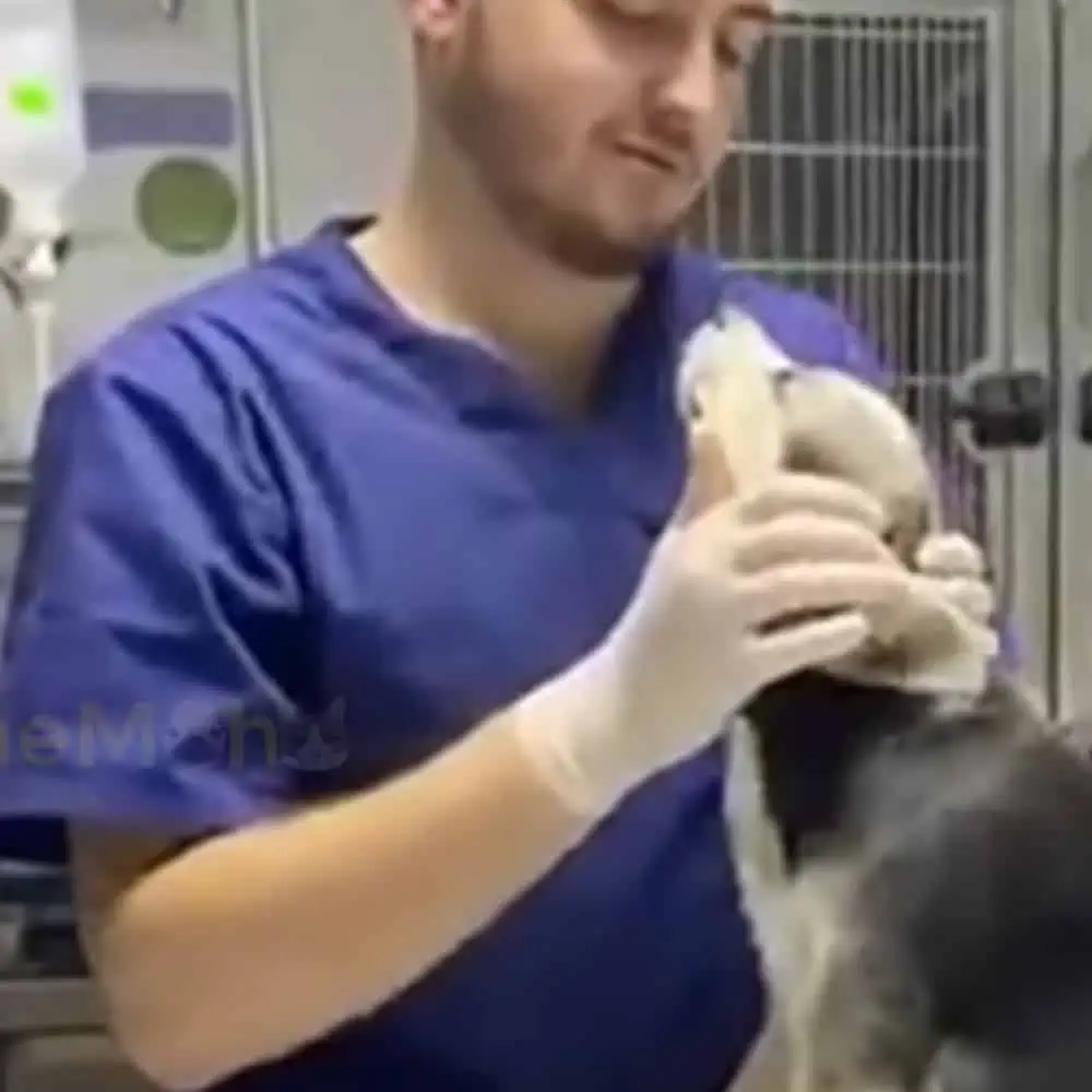 Runaway Abused Puppy Finally Experiences Real True Love 1