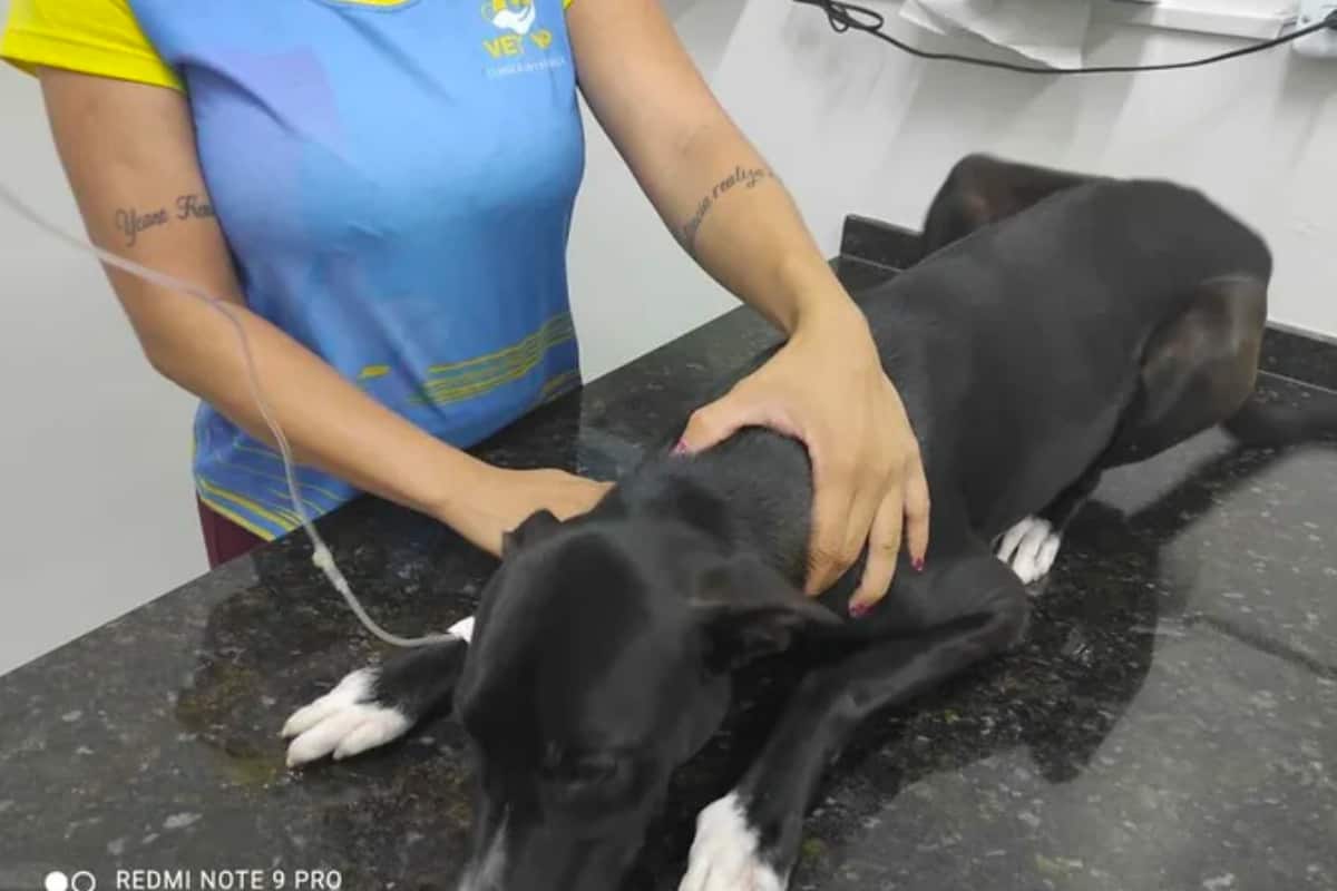 A Stray Dog Visited a Vet Clinic on His Own (and His Life Changed Forever) 3