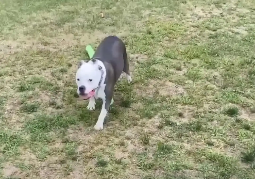 Shocking Transformation: Dog Caged for Life Tastes FREEDOM for the First Time! 4