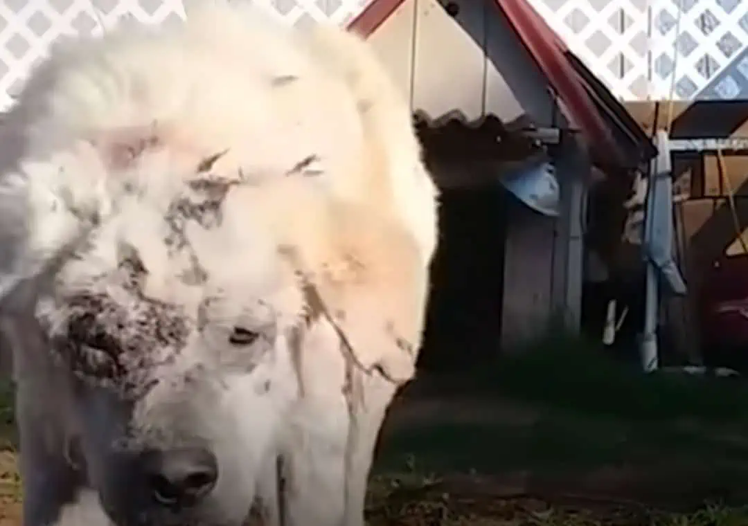 Abandoned: Dog Left in Doghouse Finds Unconditional Love with New Mom 4