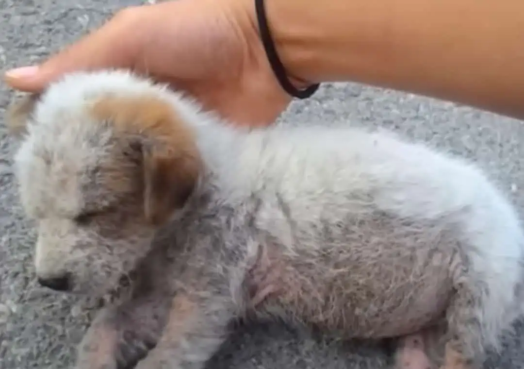 Four Paws of Hope: Abandoned on Road Puppy's Astonishing Rescue 2