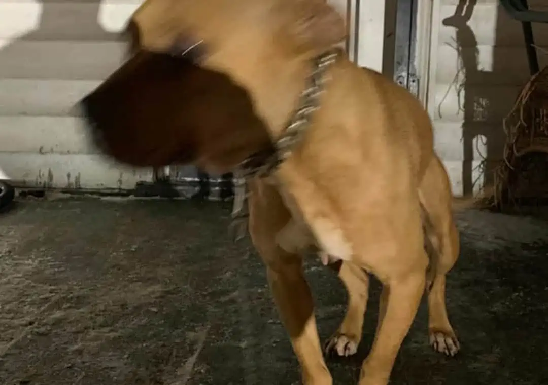 Hero Detroit Cop Saves Freezing Pit Bull Left Chained on Porch (and Adopts!) 3