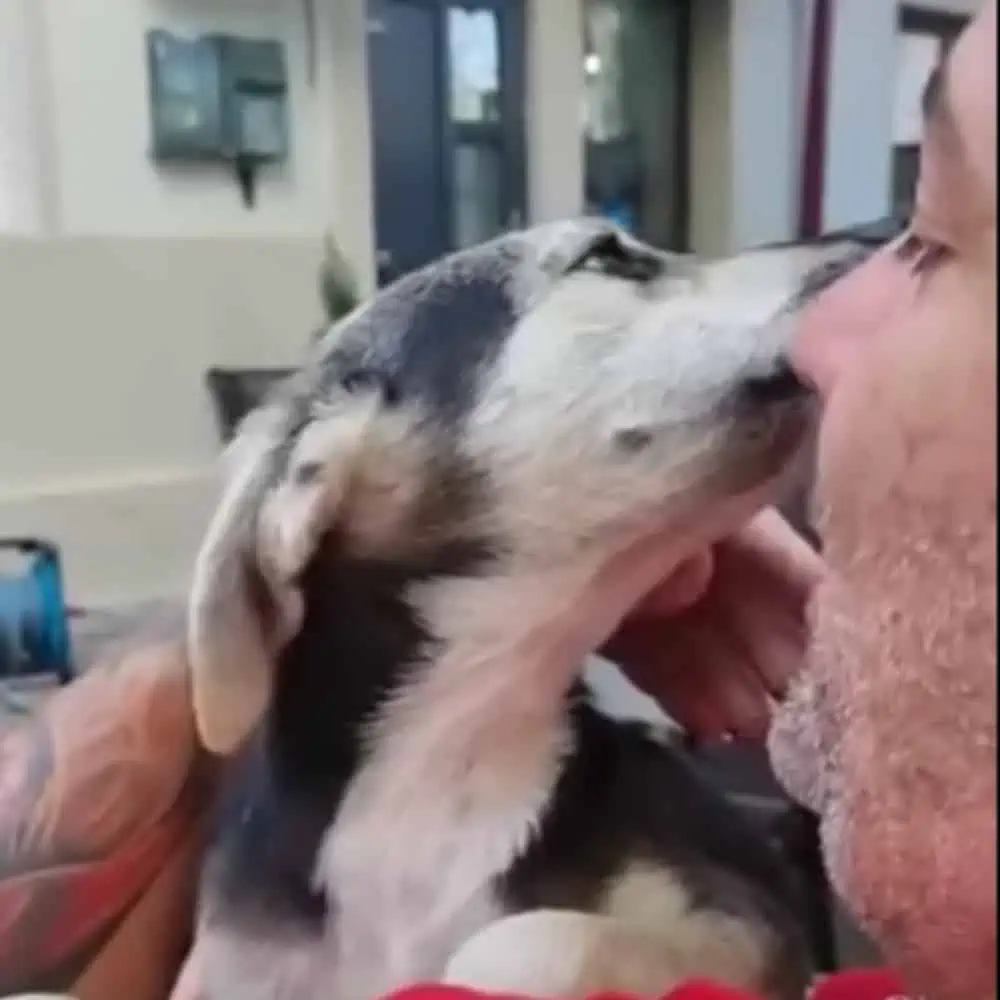 Runaway Abused Puppy Finally Experiences Real True Love 4