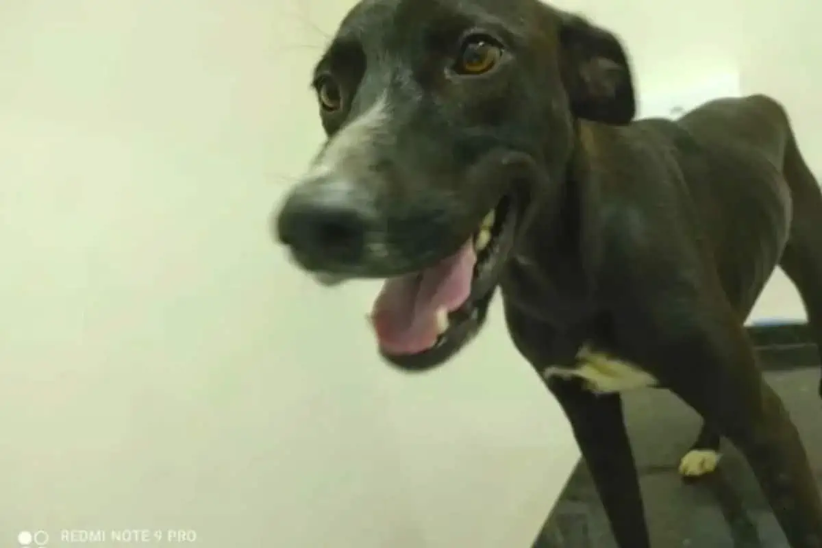 A Stray Dog Visited a Vet Clinic on His Own (and His Life Changed Forever) 4